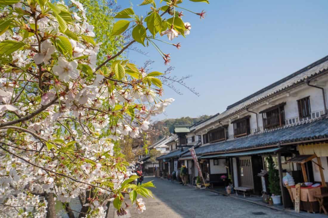 Cherry blossoms in Kurashiki Japan