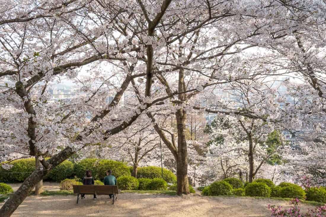 Cherry blossoms at Handayama Botanical Garden, one of the best things to do in Okayama Japan
