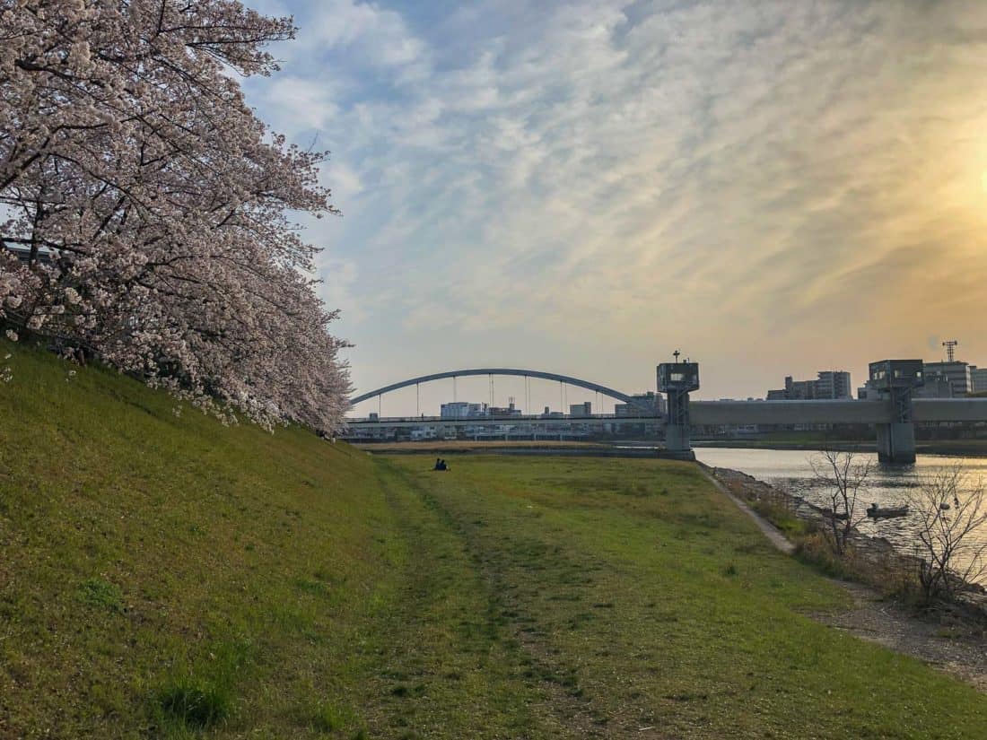 Asahi River Sakura Road in Okayama