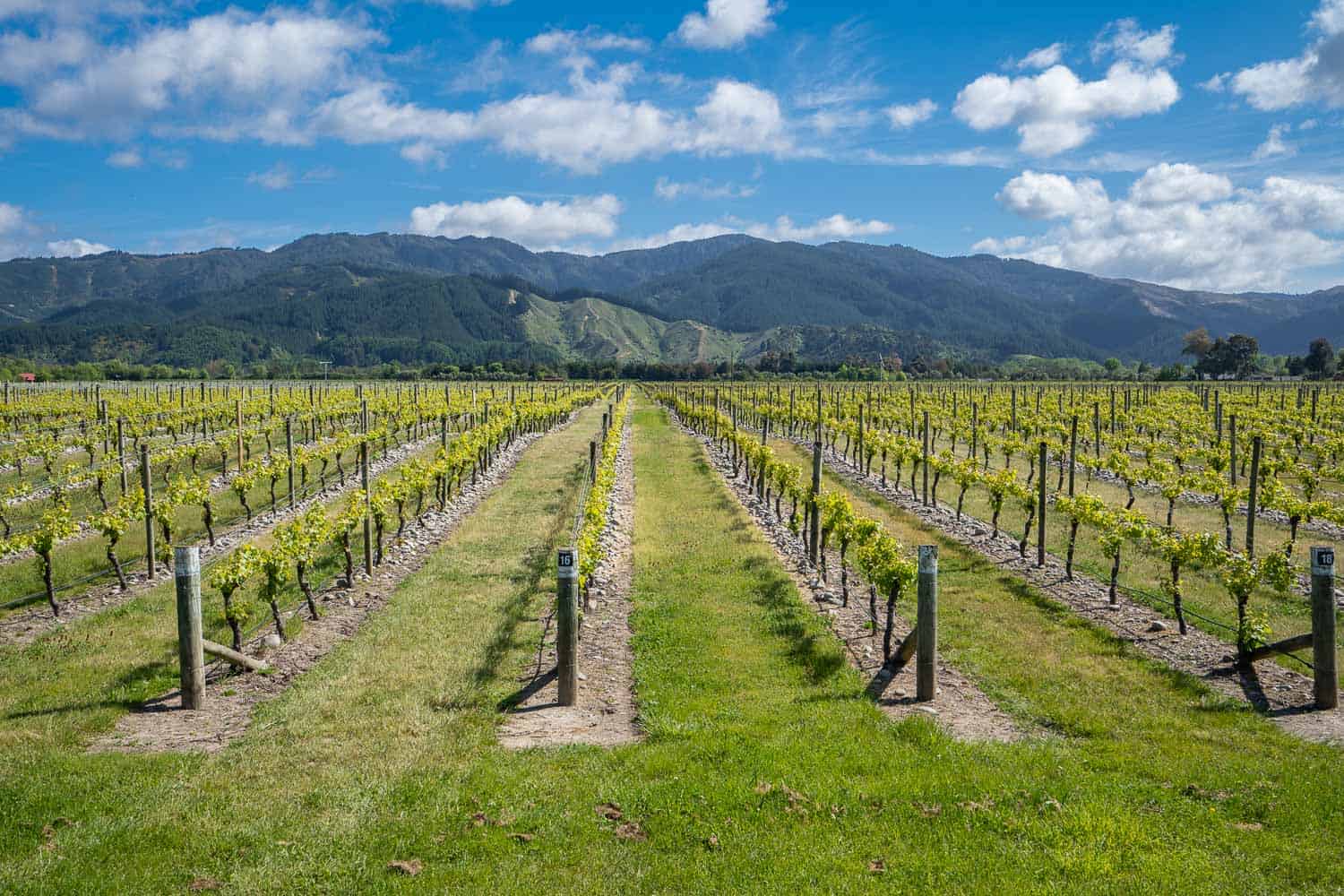 A vineyard in Marlborough, New Zealand - this guide has the best tips for exploring the Marlborough wineries