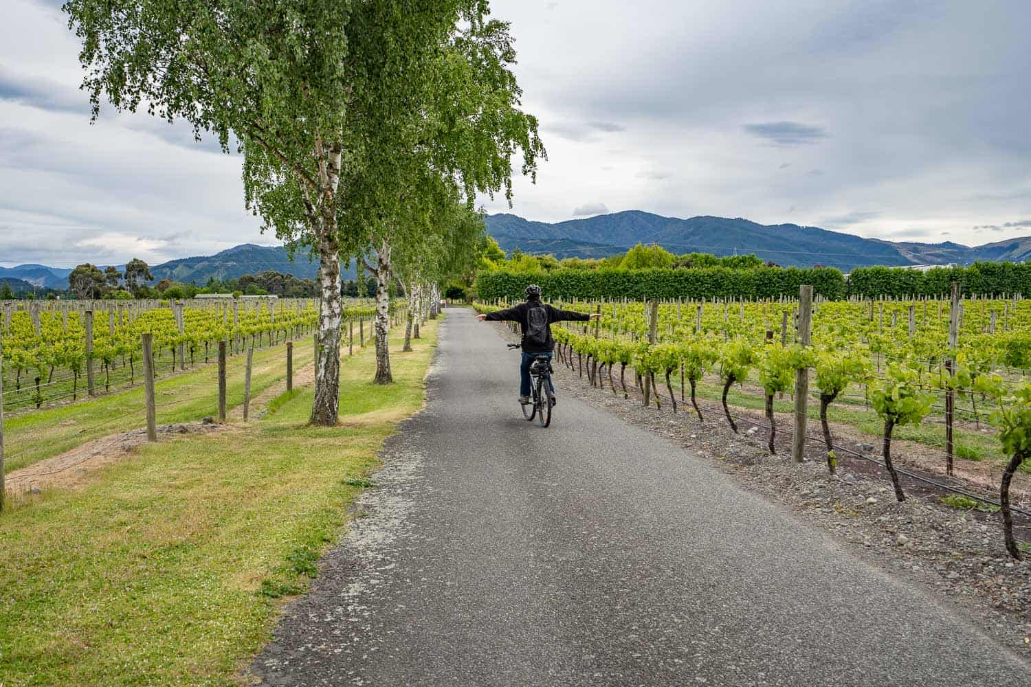 Cycling through the Marlborough wineries in New Zealand