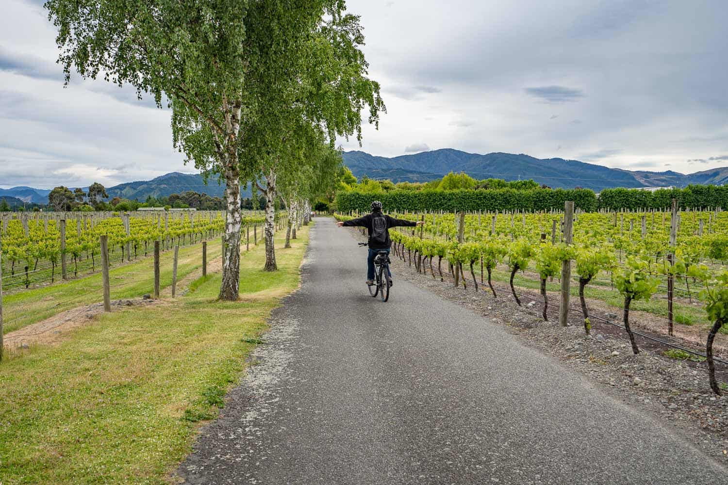 Marlborough cellar door, New Zealand Wine