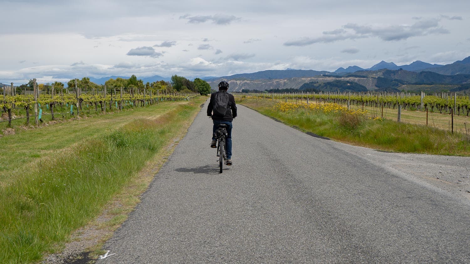 Cycling through the vineyards of Marlborough, New Zealand