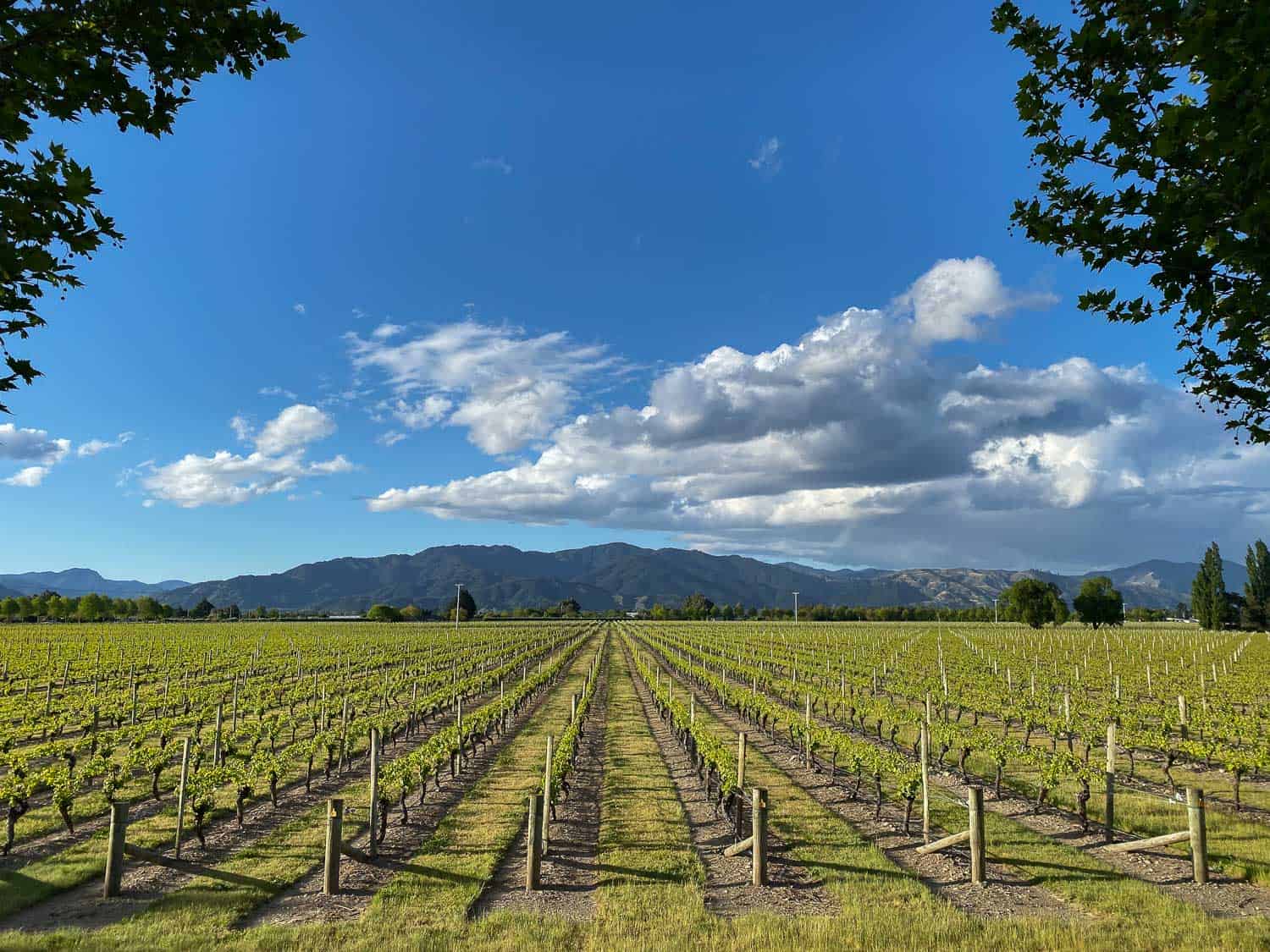 Vineyards in Marlborough New Zealand