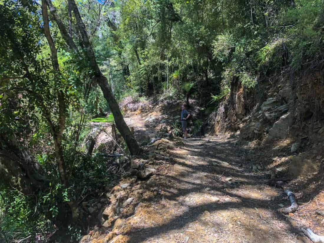 The first section of the Queen Charlotte Track through forest from Ship Cove