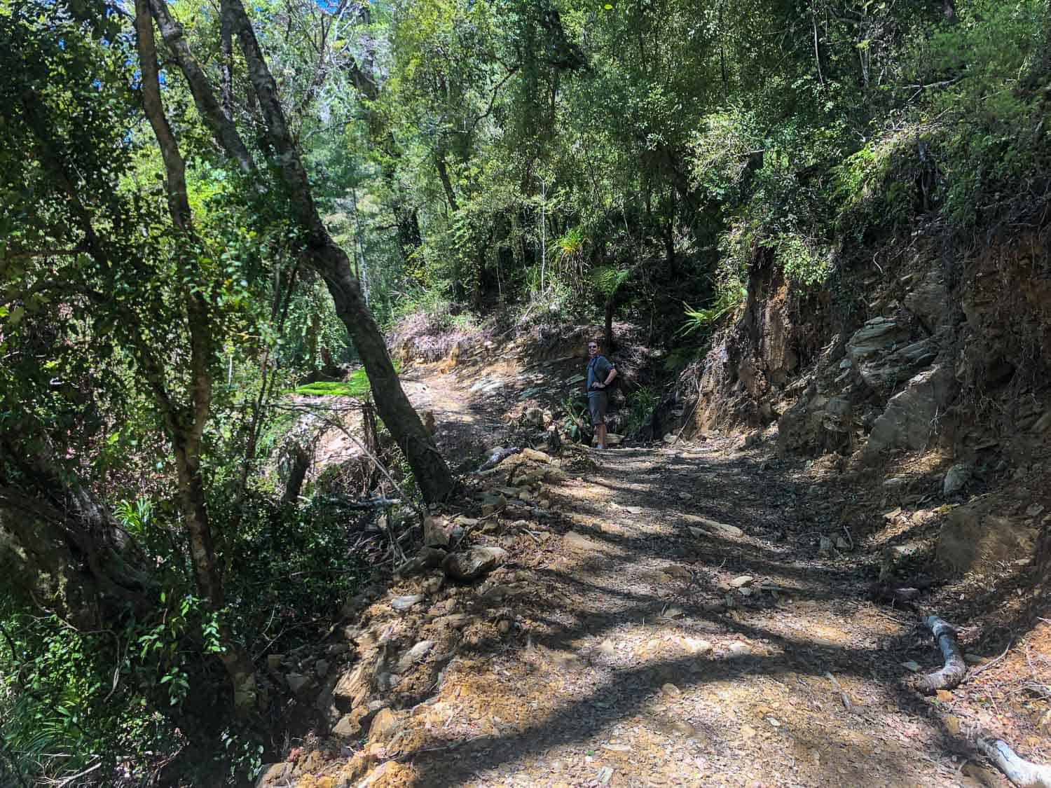 The first section of the Queen Charlotte Track through forest from Ship Cove, New Zealand