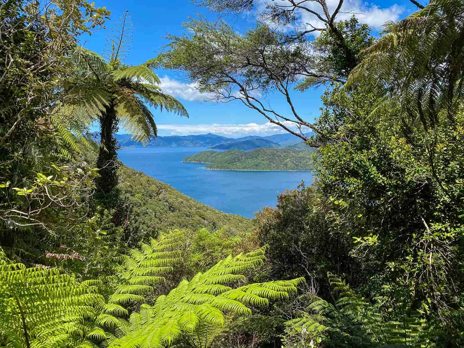 Ferns and sea view from Day one from Ship Cove Saddle, Queen Charlotte Track, New Zealand