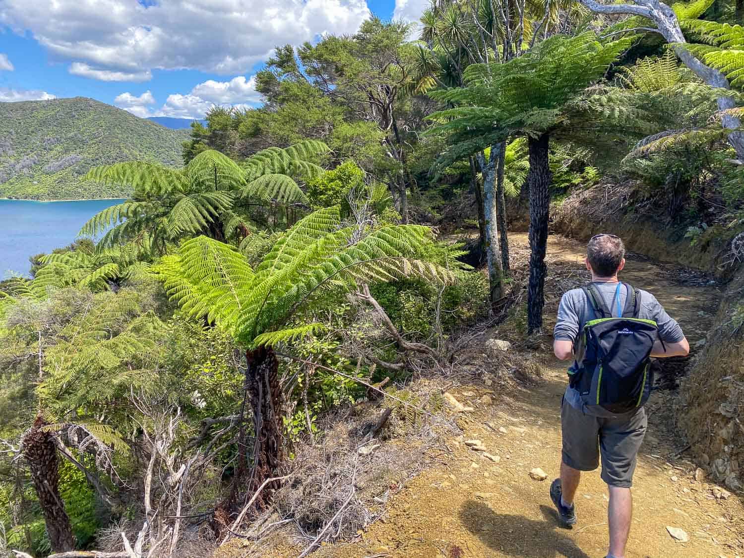 Walking the Queen Charlotte Track on Day 1 from Ship Cove to Furneaux Lodge