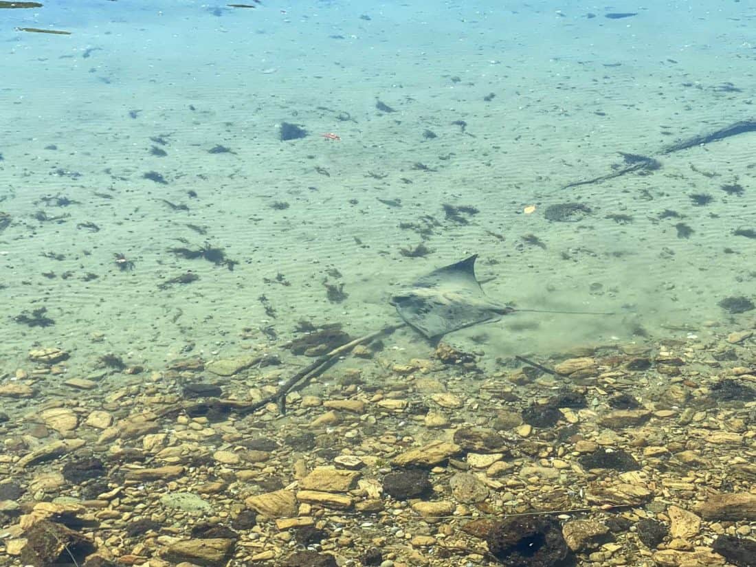 Stingray on Day 2 of the Queen Charlotte Track