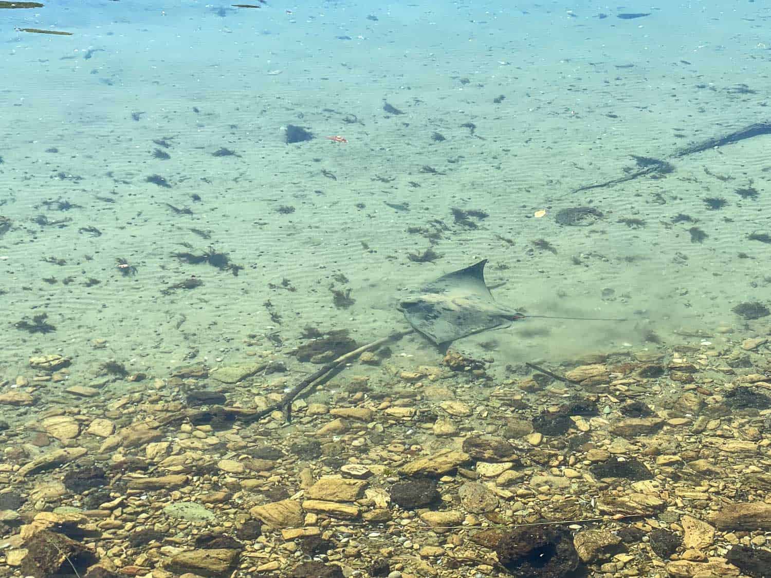 Stingray in the waters at Endeavour Inlet, Queen Charlotte Track, New Zealand