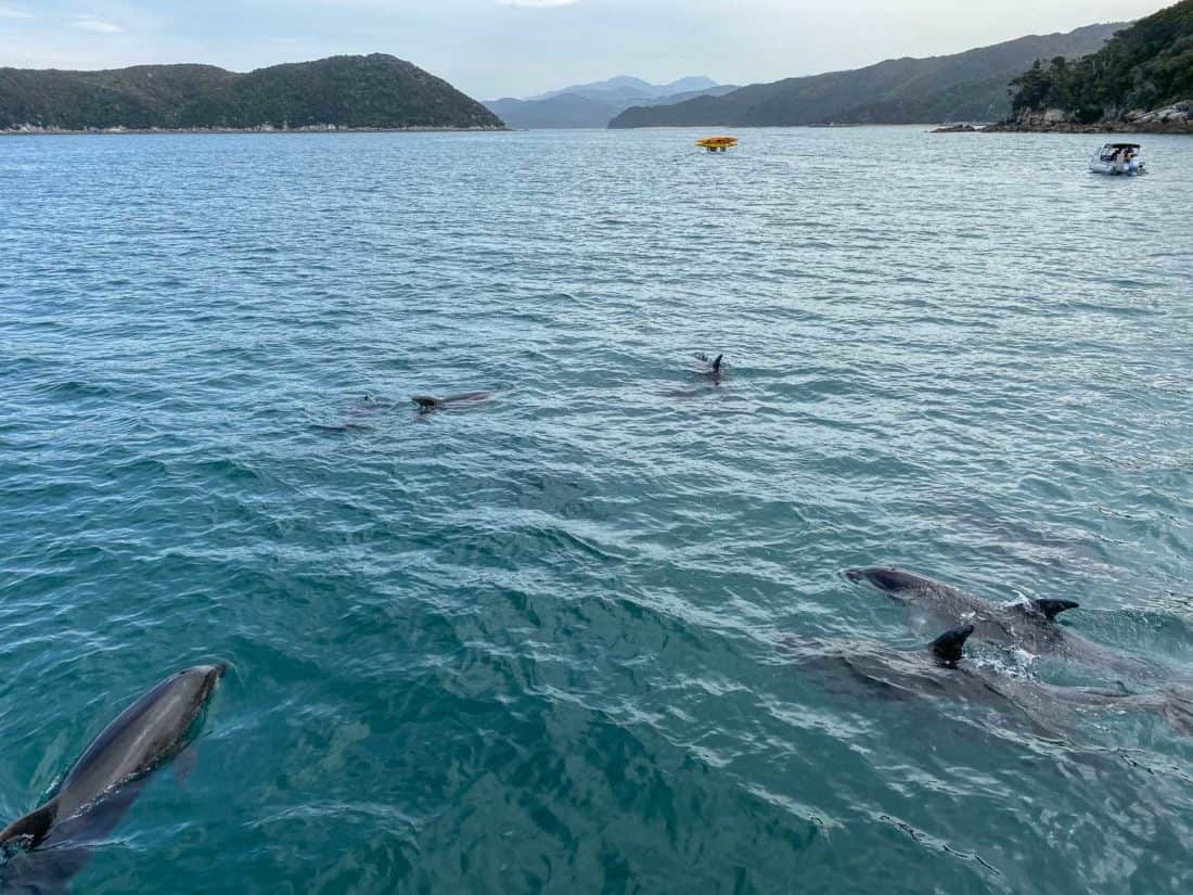 Dolphins in Abel Tasman National Park, New Zealand