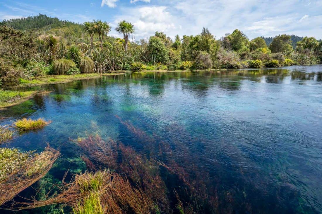 The clear water of Te Waikoropupu Springs visited on a day trip from Nelson New Zealand