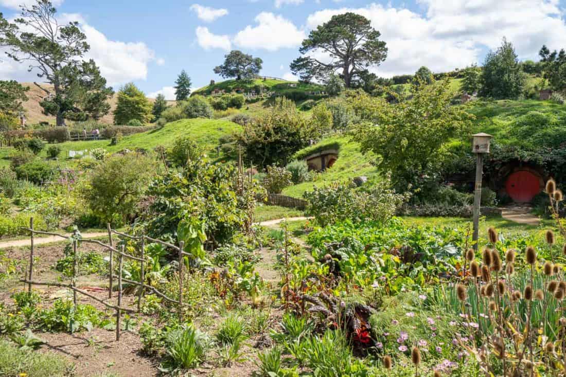 Vegetable garden in Hobbiton New Zealand