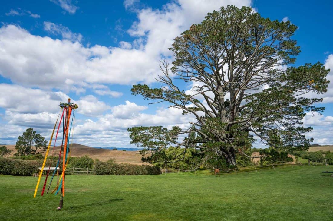 The party field and pine tree at Hobbiton Movie Set, New Zealand