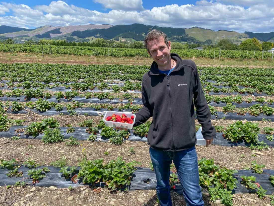 Picking strawberries at Berrylands farm near Nelson on the South Island