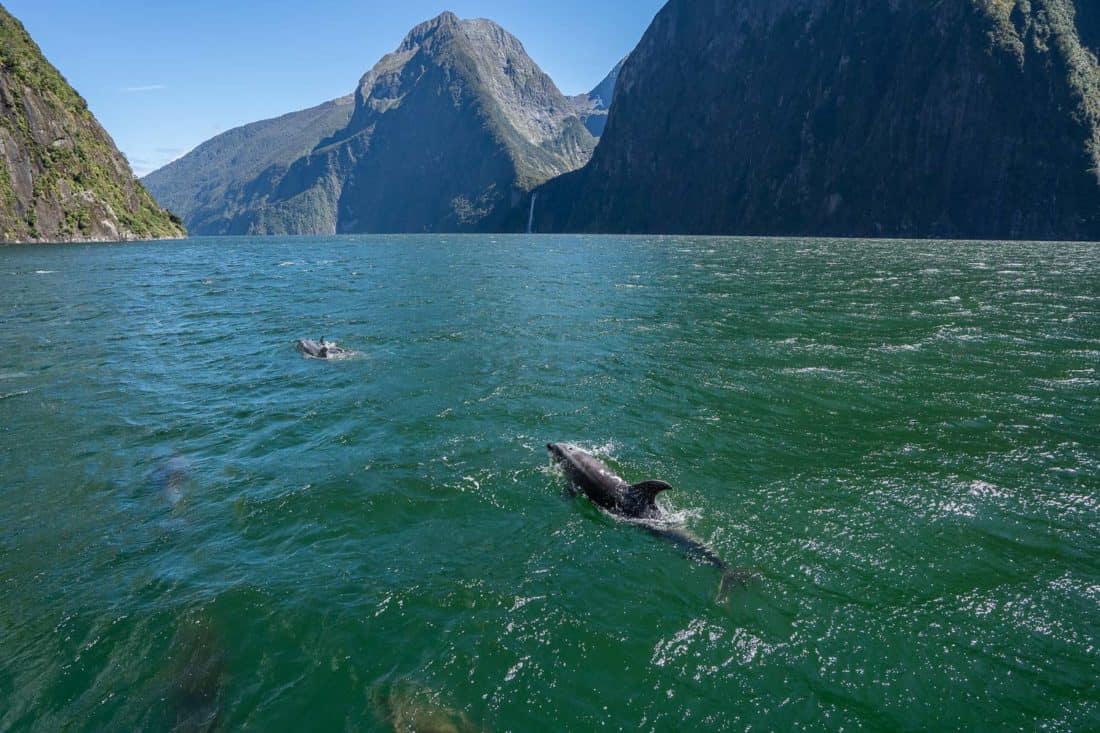 Bottlenose dolphins at Milford Sound