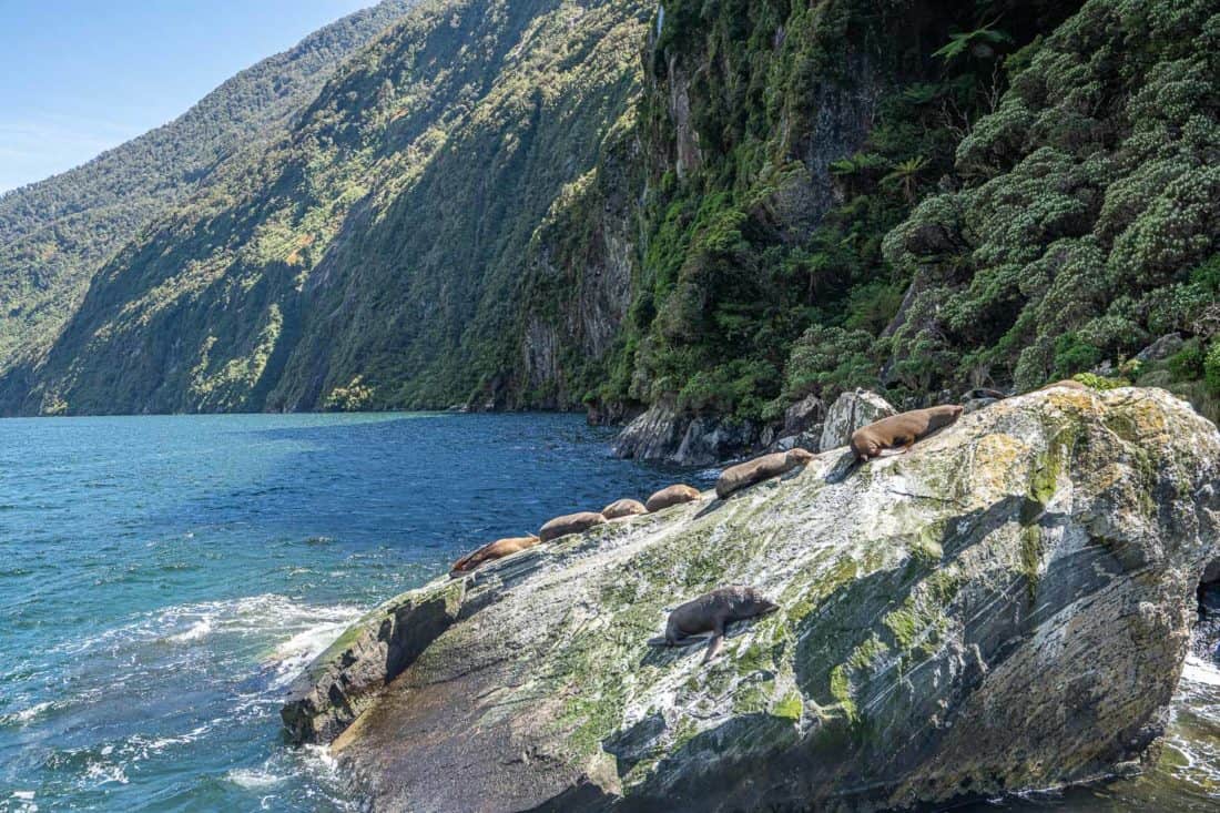 Fur seals lying on a rock at Milford Sound