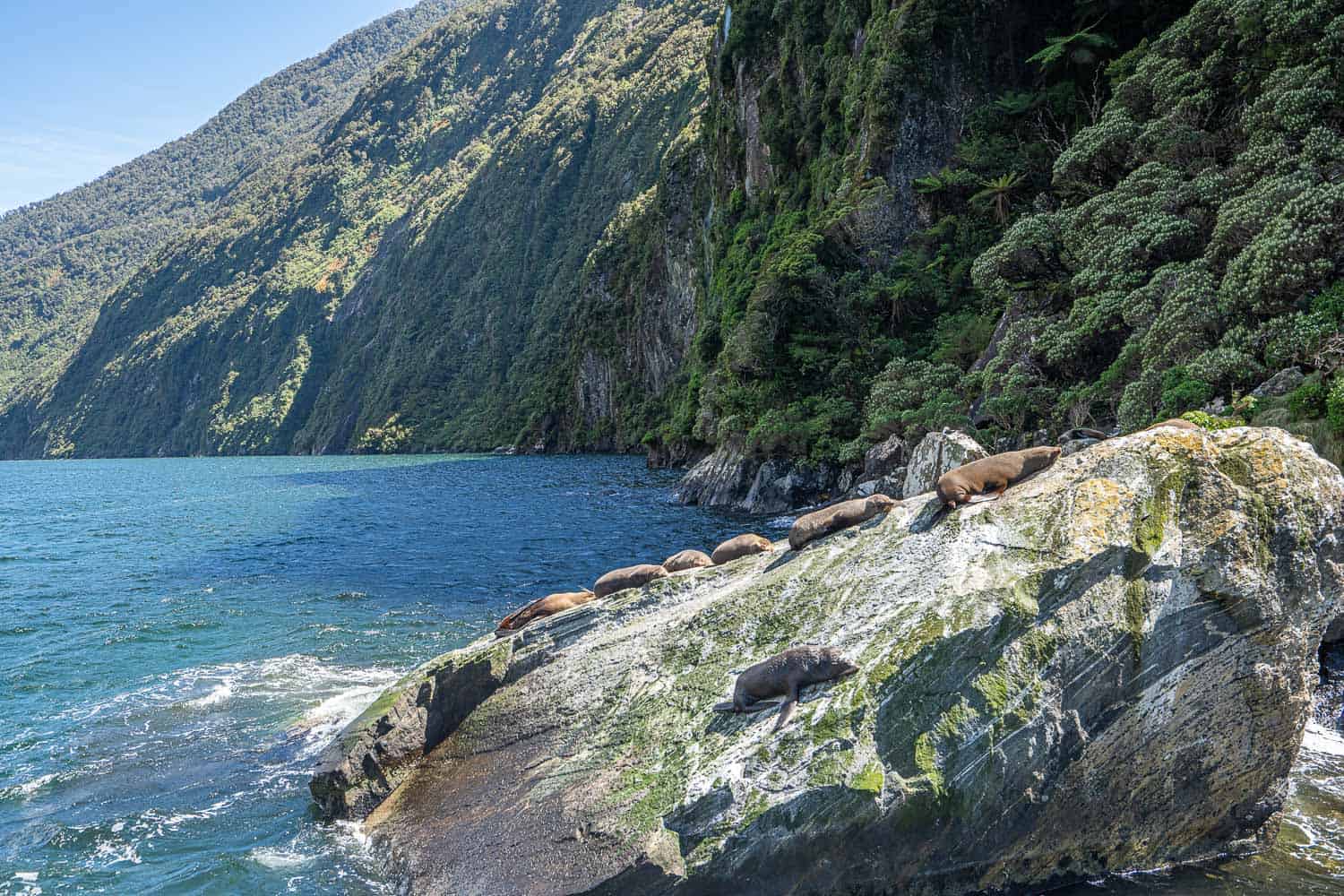 Fur seals lying on a rock at Milford Sound