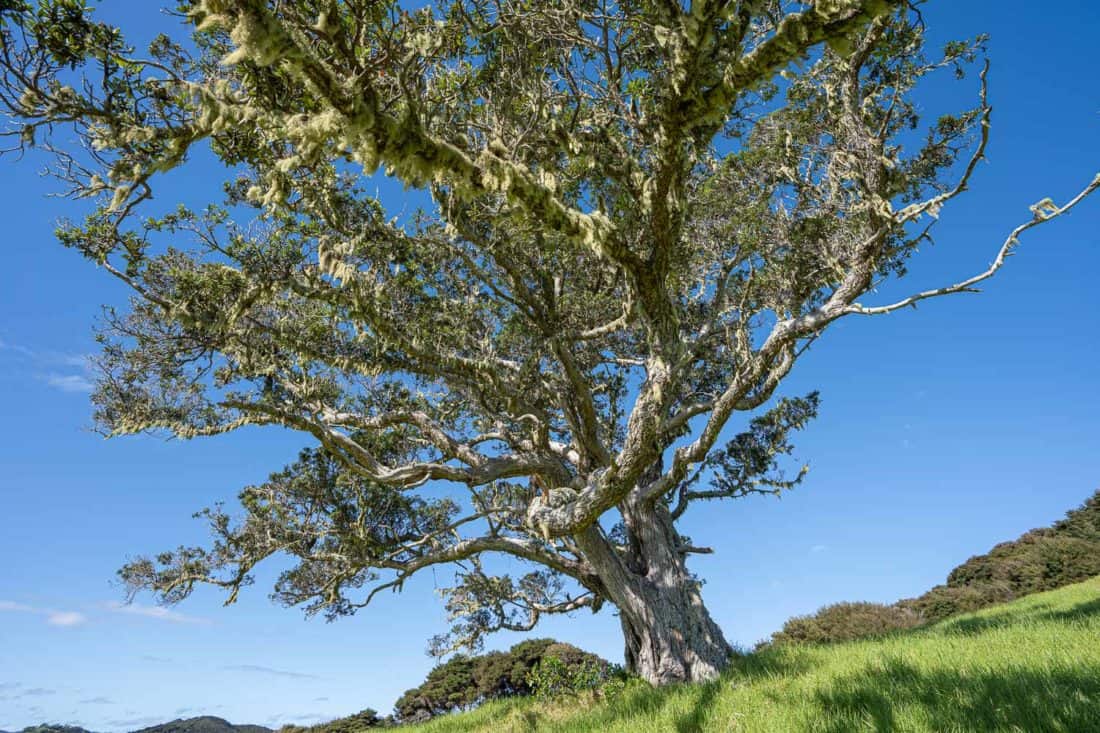 Tree at Akeake Bay on Urupukapuka Island