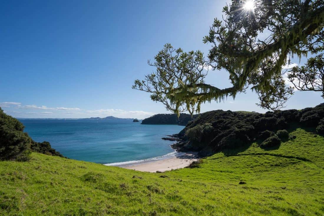 Tree above Akeake Bay on Urupukapuka Island, Bay of Islands, NZ