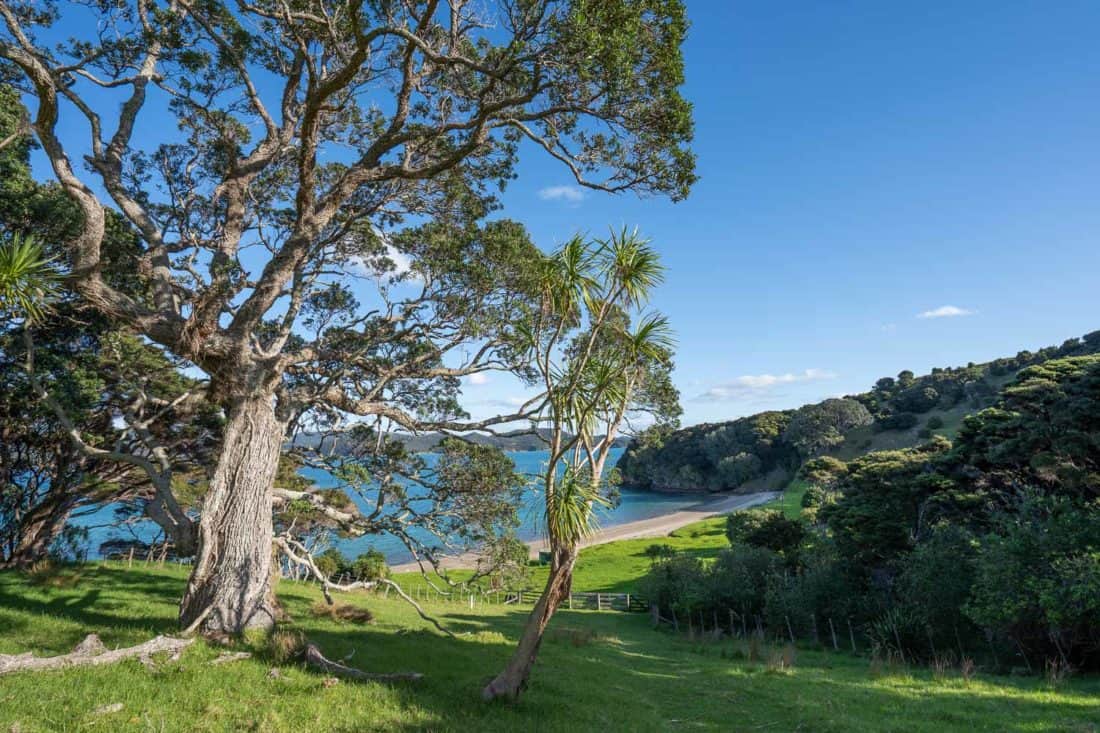 Tree above Cable Bay on Urupukapuka Island