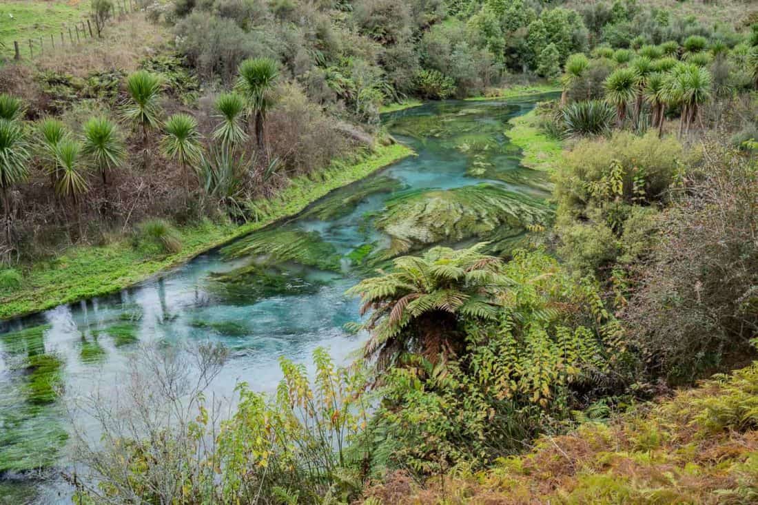 Blue Spring Putaruru on New Zealand's North Island