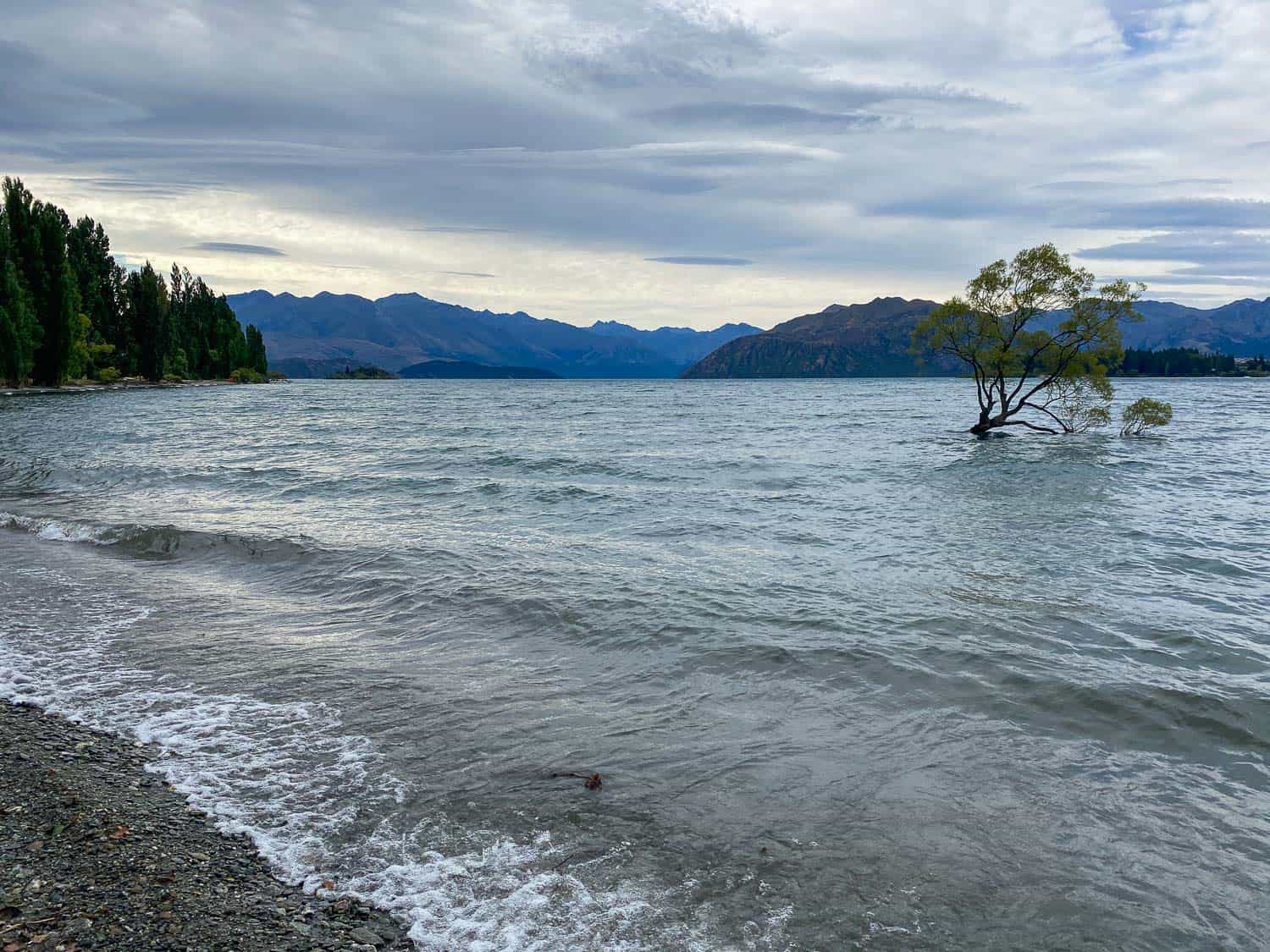 That Wanaka Tree on a cloudy day, Wanaka, New Zealand