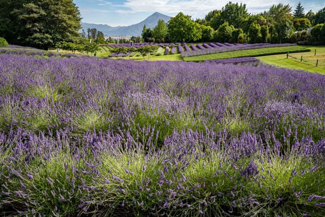 Wanaka Lavender Farm