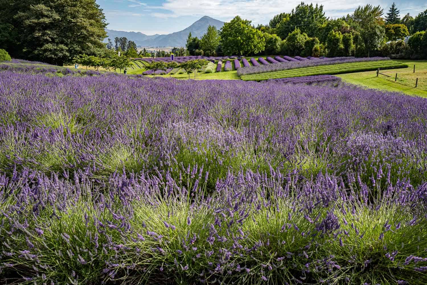 Wanaka Lavender Farm, Wanaka, New Zealand