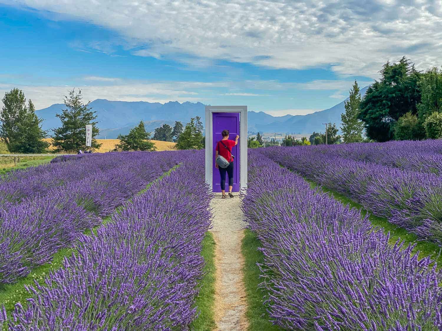 A purple door in a lavender field at Wanaka Lavender Farm, a top Wanaka attraction