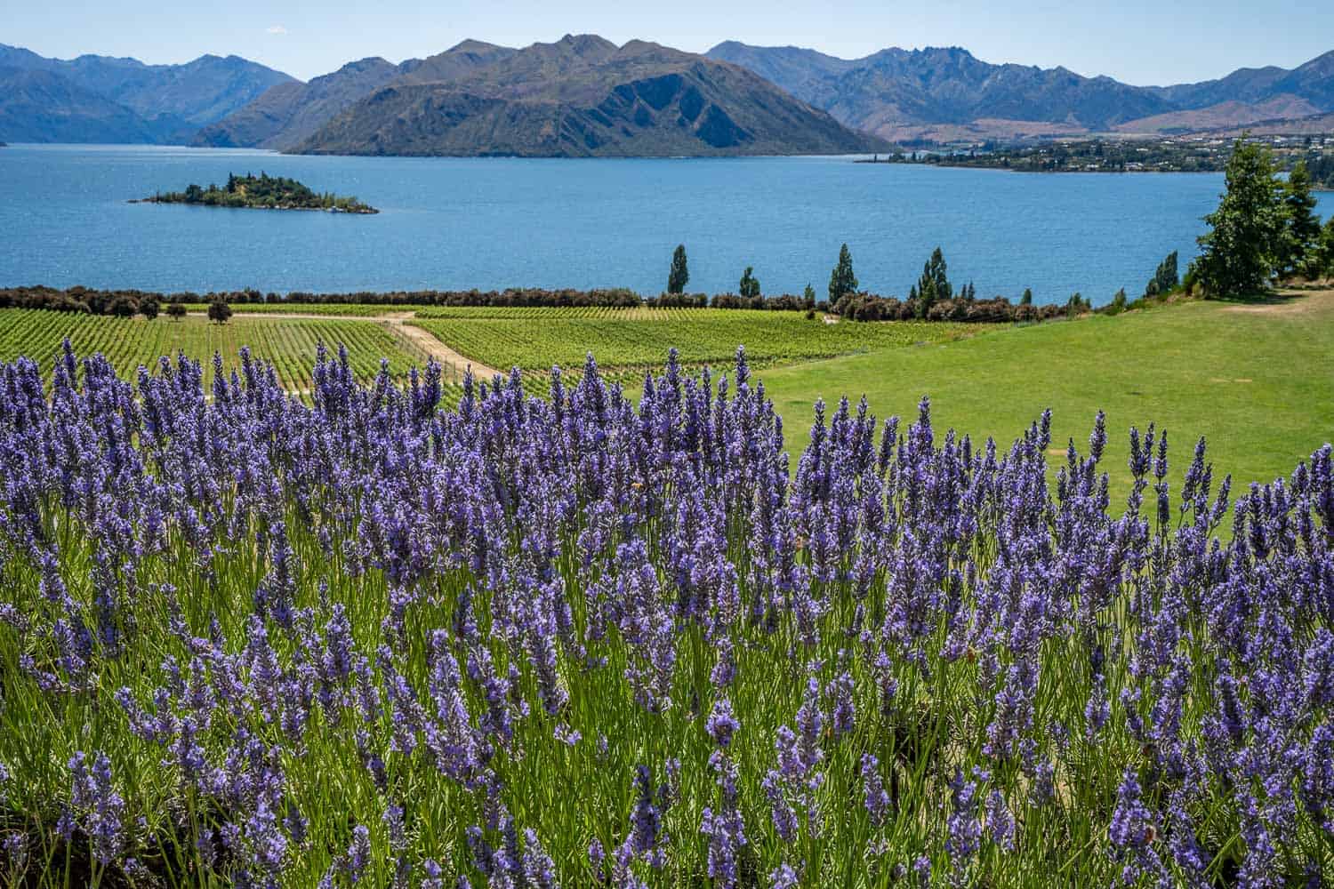 The view from Rippon Winery of lavender, vines and Lake Wanaka, New Zealand