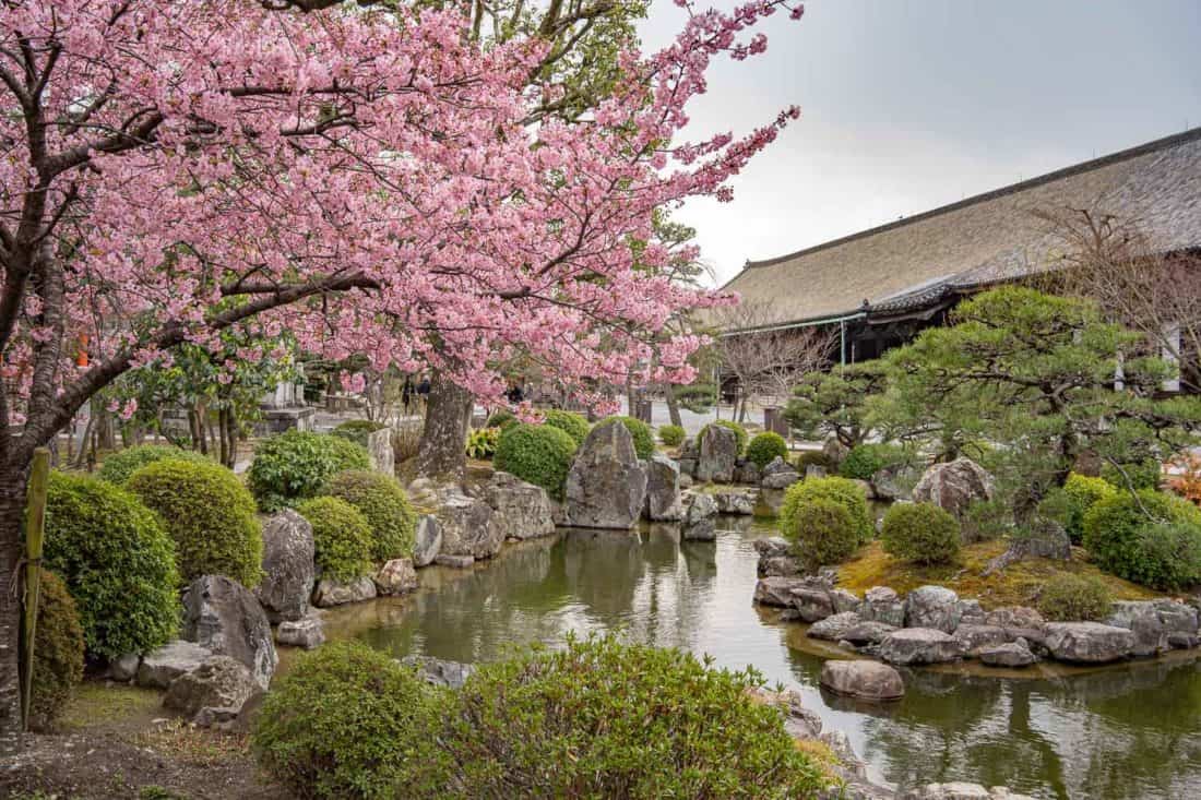 Plum blossoms in the gardens of Sanjusangendo temple in Kyoto