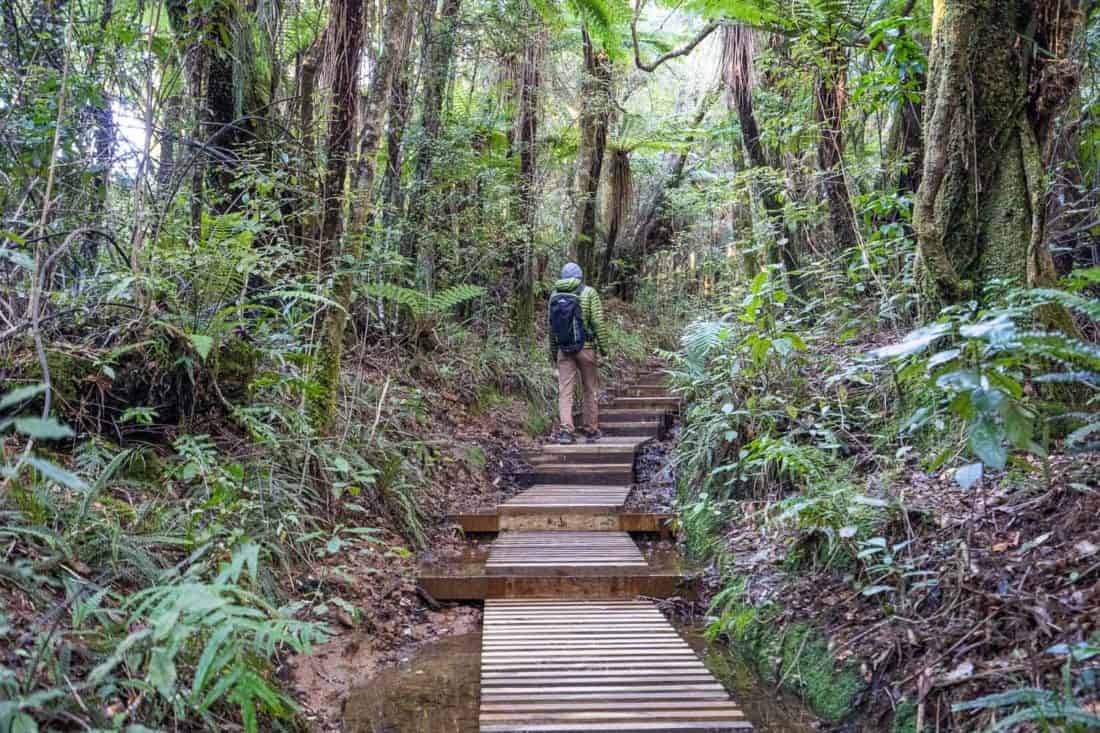 Hiking to Pouakai Tarn on boardwalk through forest in Taranaki, New Zealand