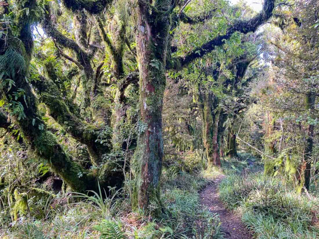 The mossy forest on the Enchanted Track in Egmont National Park, Taranaki, New Zealand