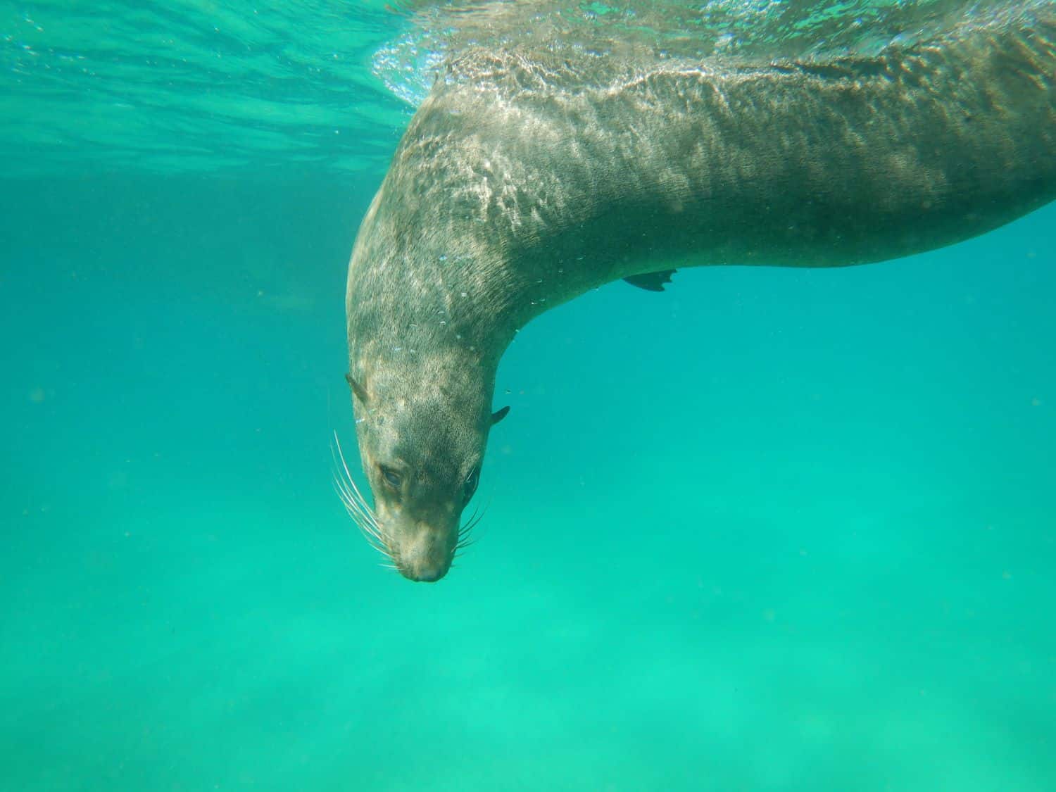 Swimming with seals in Queenscliff on a Melbourne day trip