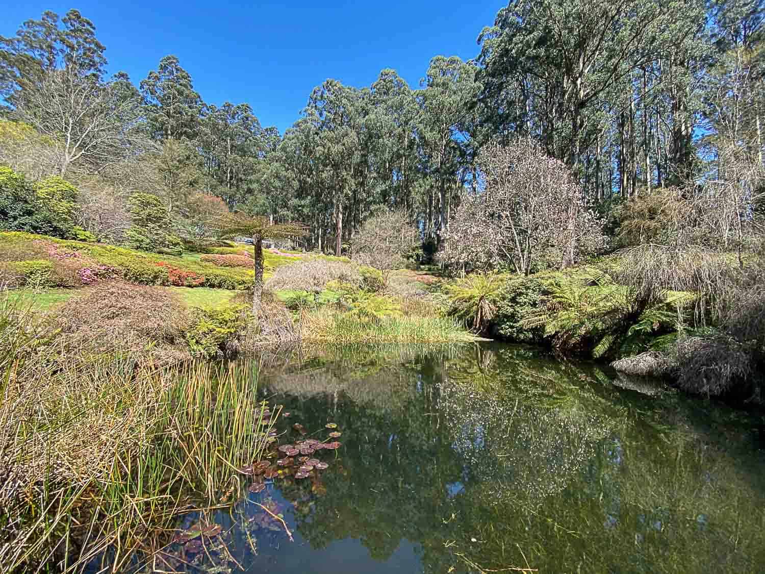 Dandenong Ranges Botanical Gardens on a day trip from Melbourne