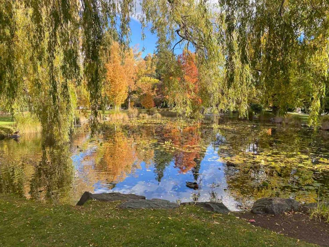 The pond in Queenstown Gardens in autumn