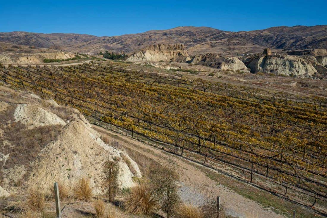 Vineyard view from Mt Difficulty winery in Bannockburn in autumn