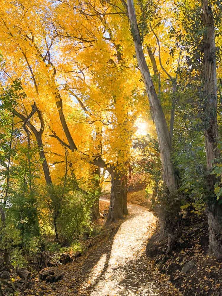 Lake Hayes trail in autumn