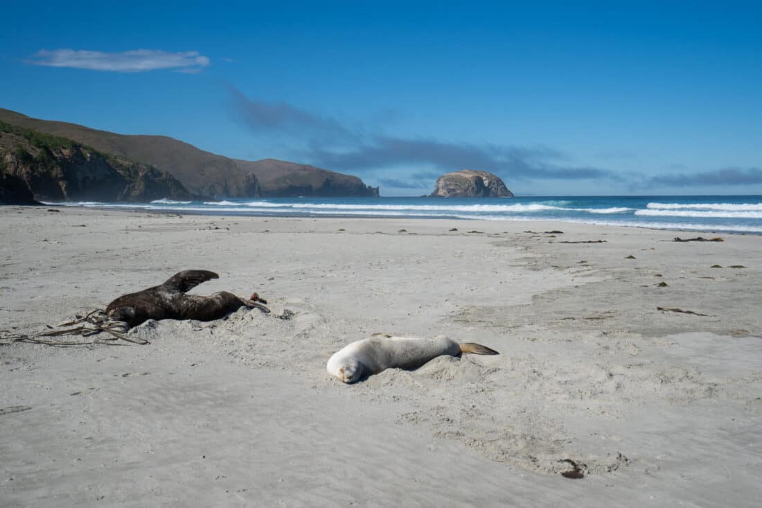 Sea lions on Allans Beach on the Otago Peninsula on the South island East Coast NZ