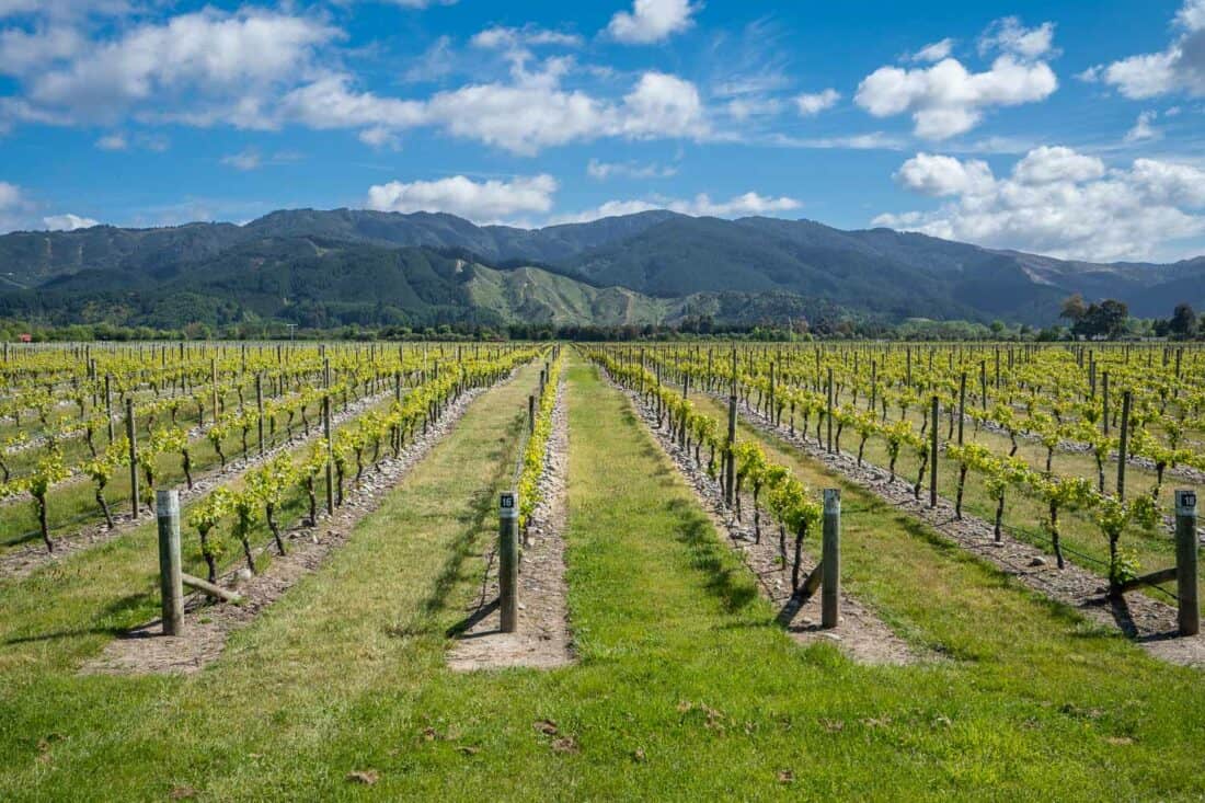 Marlborough vineyard on the East Coast of the South Island, New Zealand