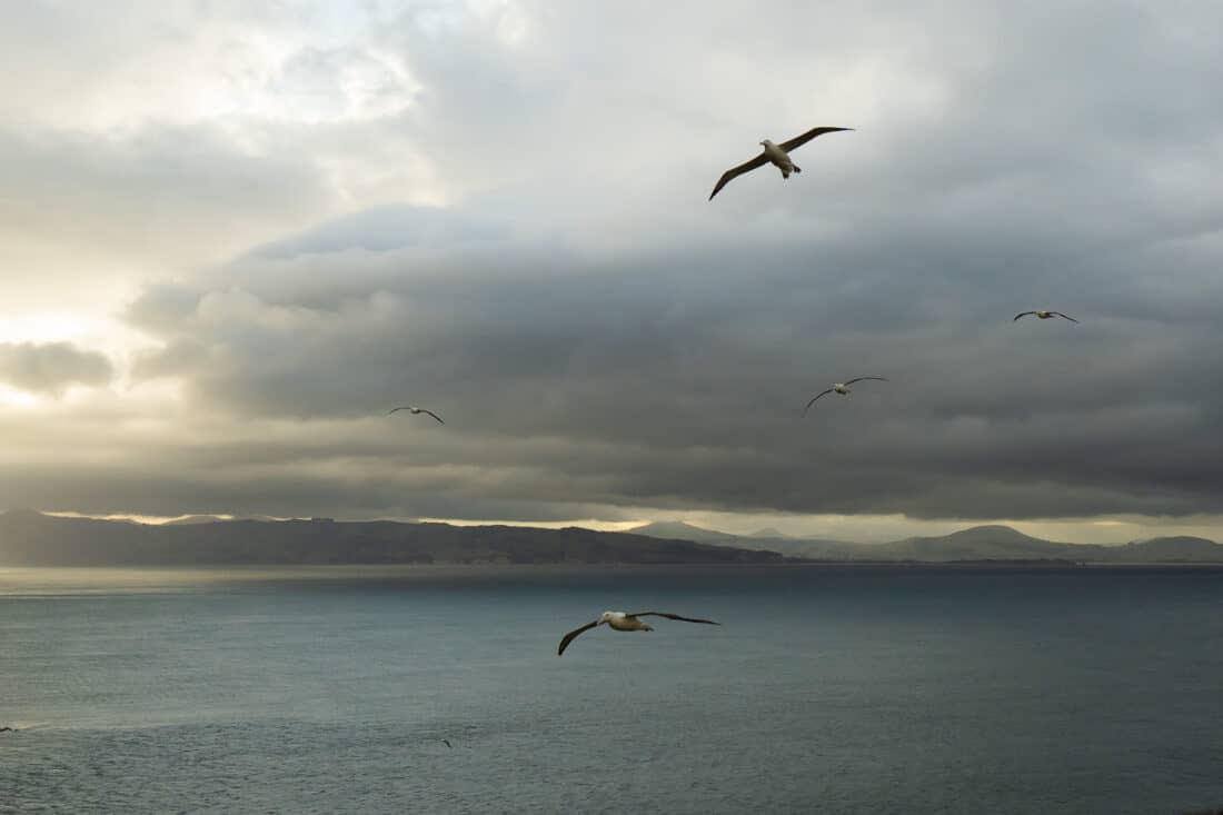 Albatross flying at the Royal Albatross Centre on the Otago Peninsula