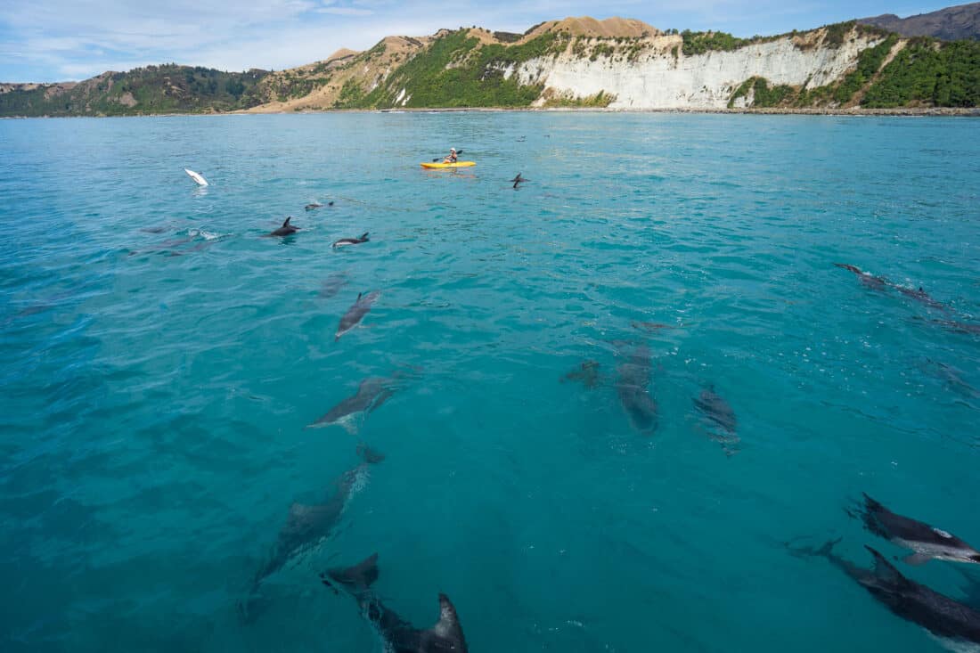 Kayaker with dolphins in Kaikoura on the South Island East Coast NZ