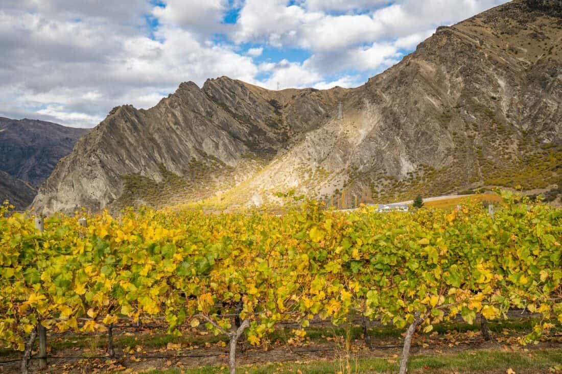 Golden vines in autumn at the Gibbston Valley wineries in Central Otago, New Zealand