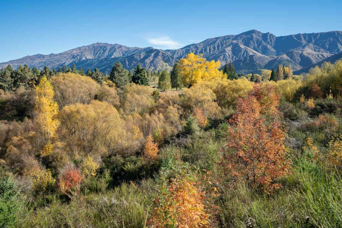 Autumn foliage on the Arrowtown to Gibbston Valley bike trail