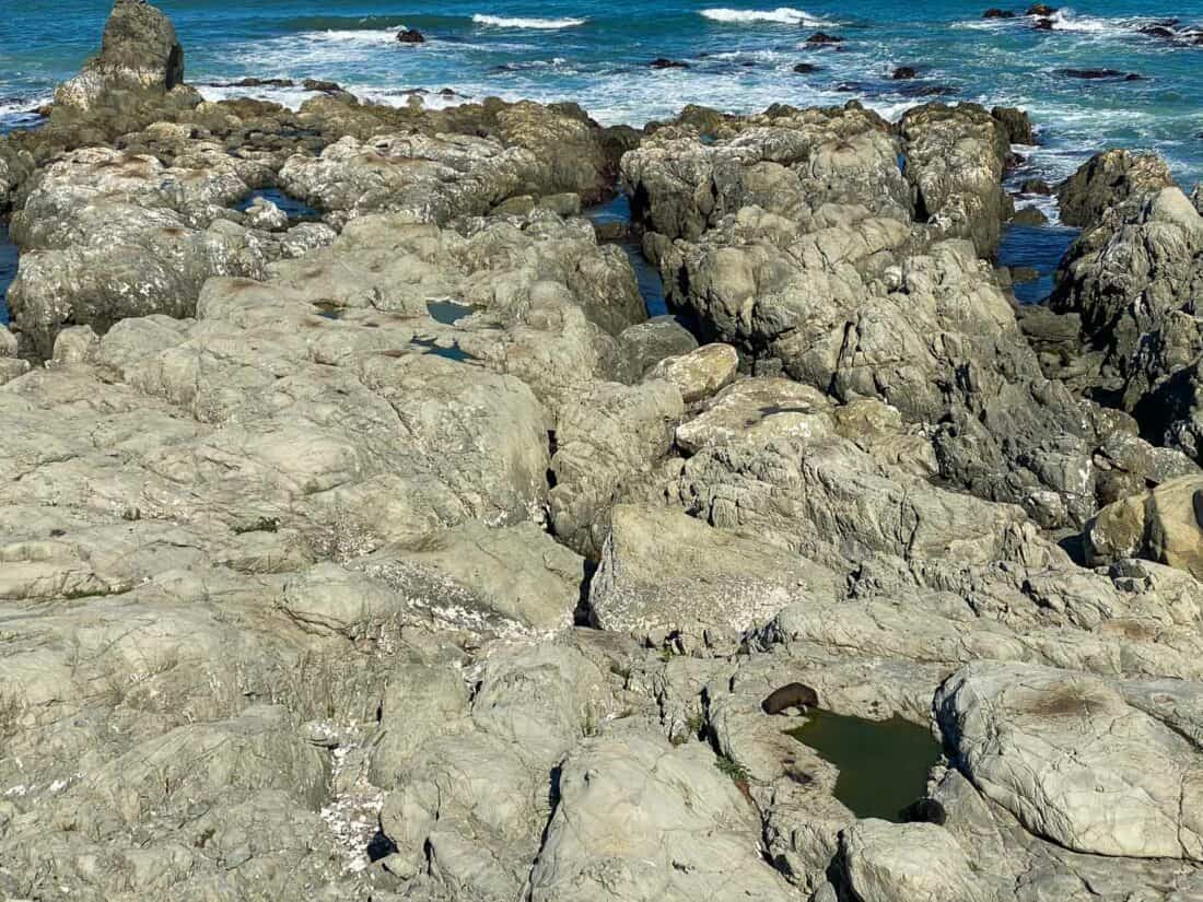 Ohau Point Seal Colony on East Coast South Island New Zealand