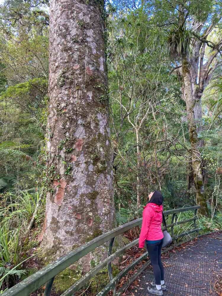 Kauri trees in Puketi Forest, Northland NZ