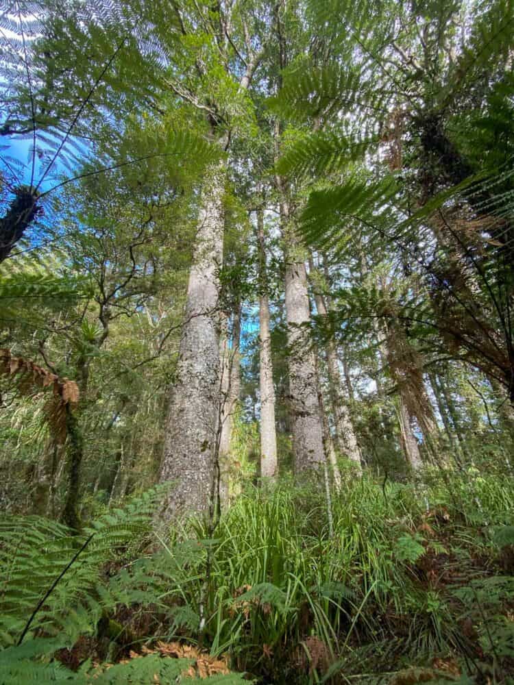 Kauri trees in Puketi Forest, Northland NZ