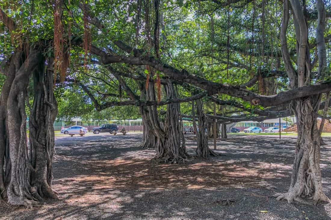 Banyan tree in Lahaina, one of the best places to visit in Maui