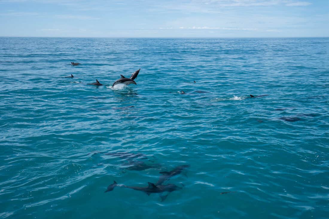 Swimming with dolphins in Kaikoura is one of the best South Island activities in New Zealand